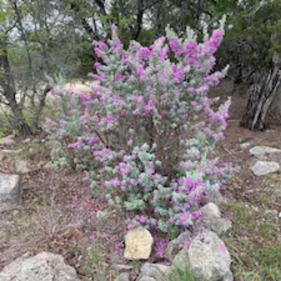 Entire 2Br 2Ba Hilltop View Home Sleeps 7 Pets 4 Acres Jacuzzi Central Ac Kingbeds Free Wifi-Parking Kitchen Washerdryer Starry Terrace Two Sunset Dining Patios Grill Stovetop Oven Fridge Onsitewoodedhiking Wildlife Coveredpatio4Pets & Birds Singing! Marble Falls Exterior foto